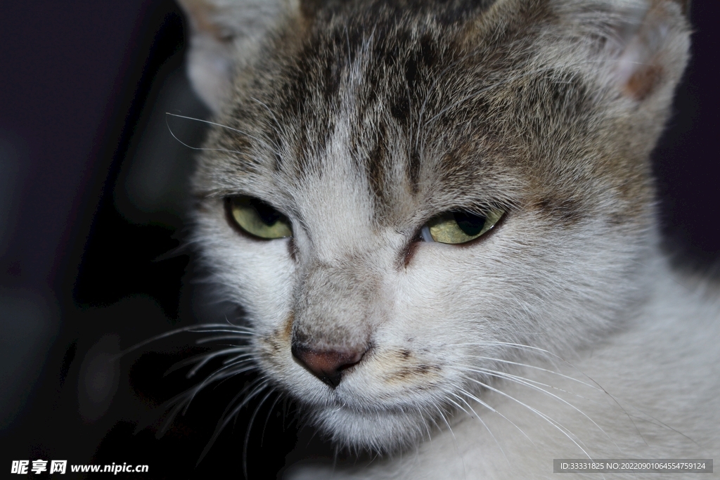 猫