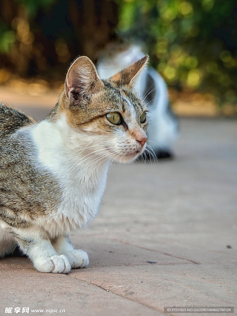 猫