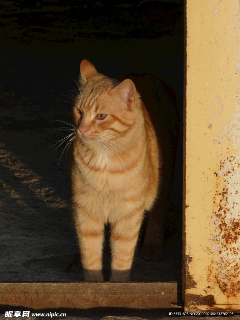 猫
