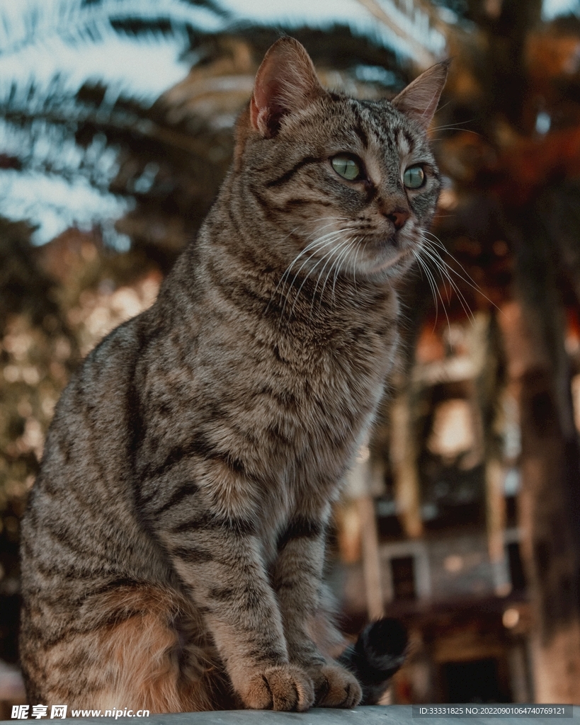 猫