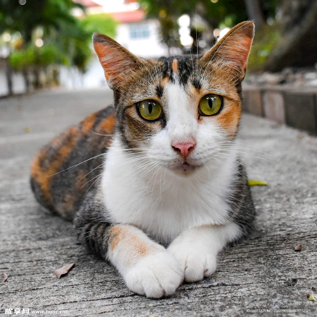 猫
