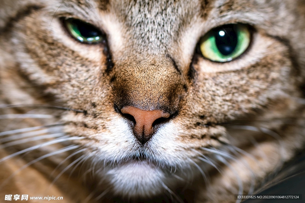 猫