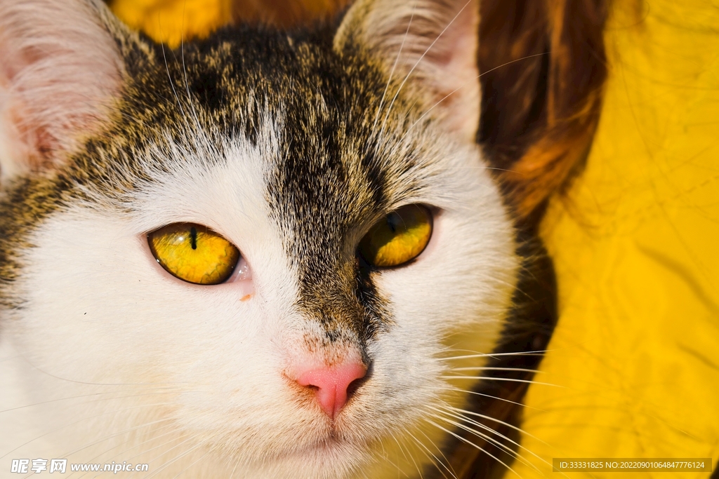 猫