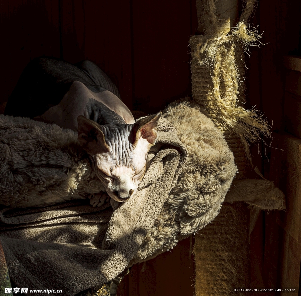 猫