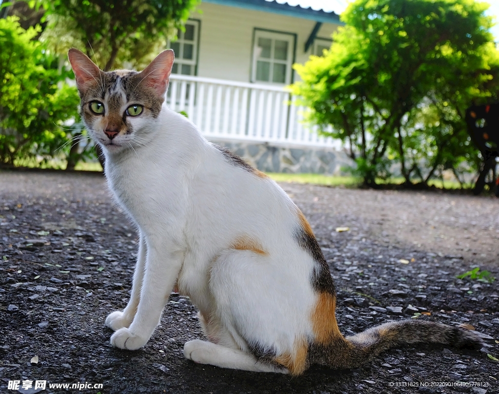 猫