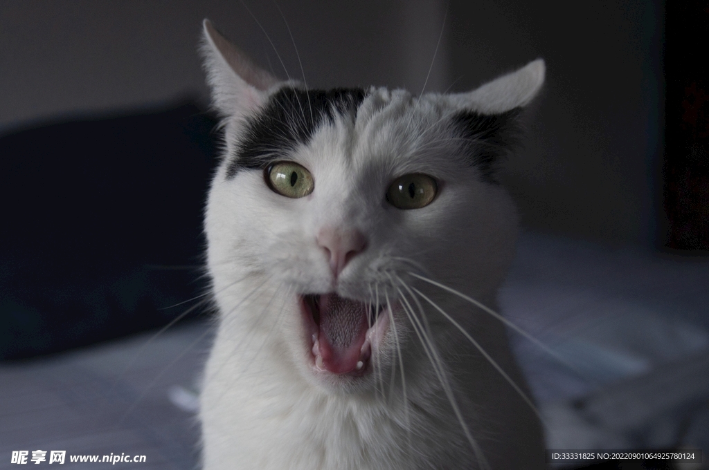 猫