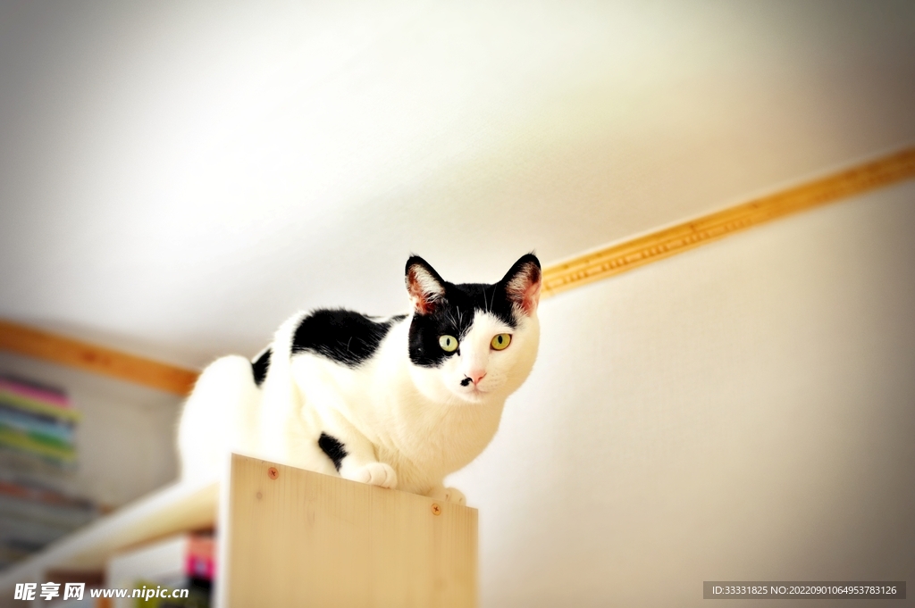 猫