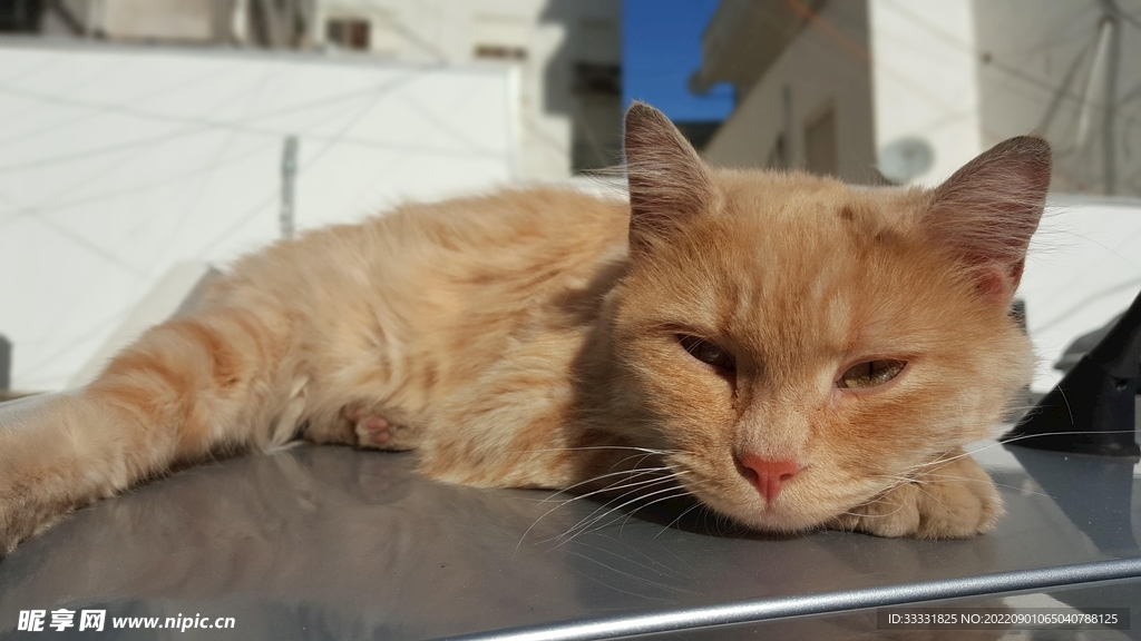 猫