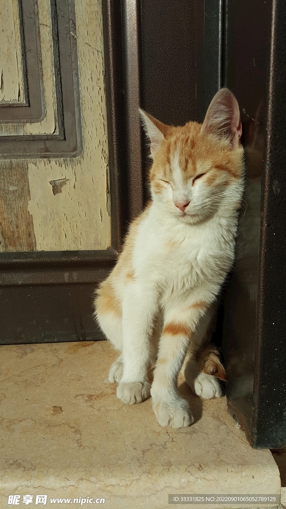 猫