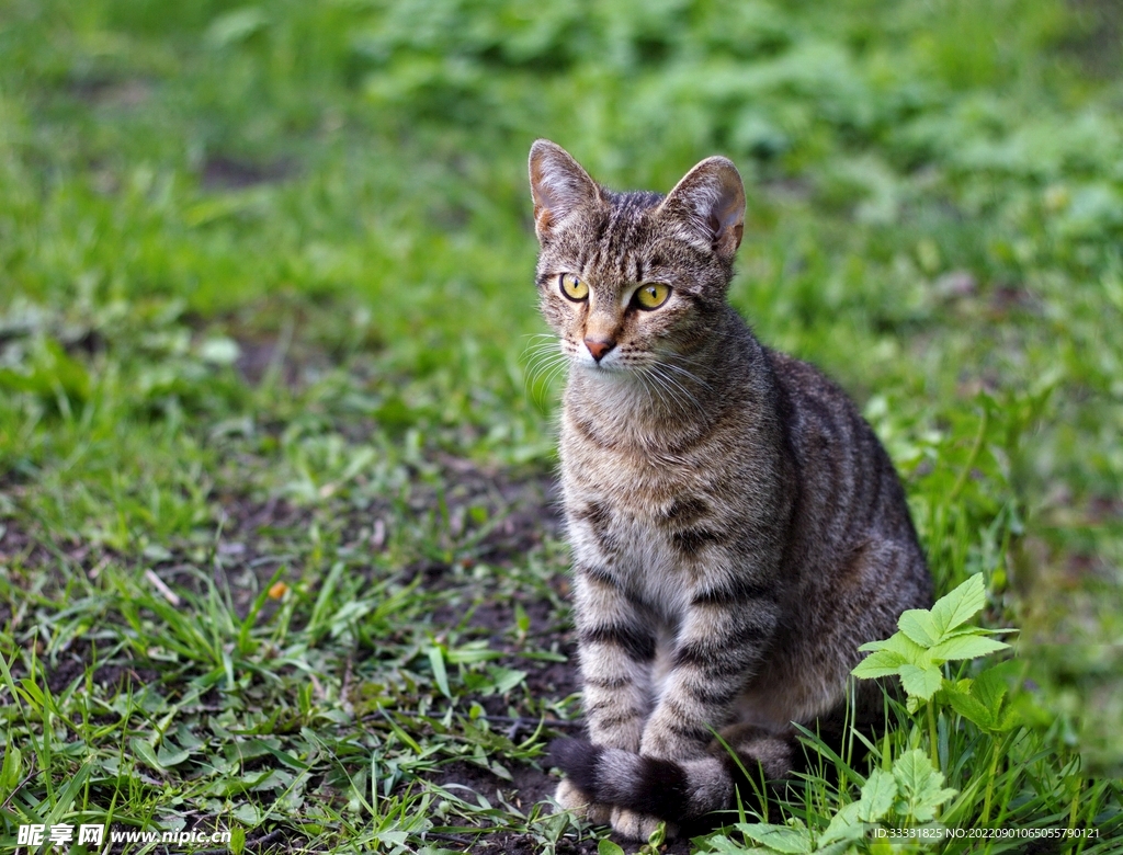 猫