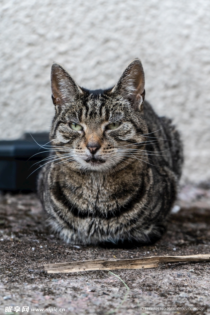 猫