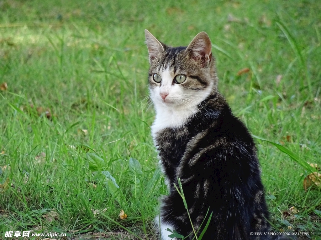猫