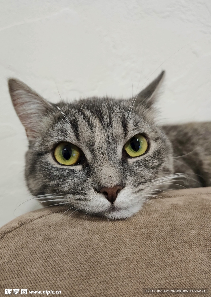 猫