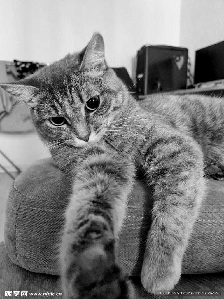 猫