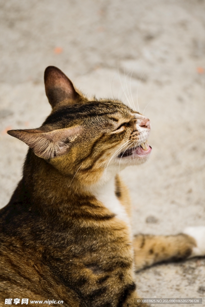 猫
