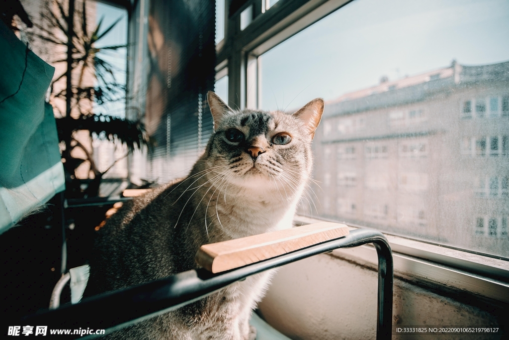 猫