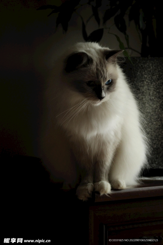 猫