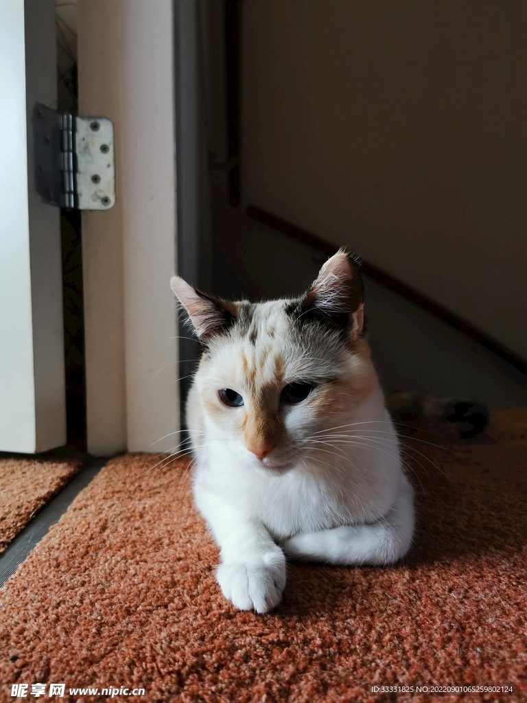 猫