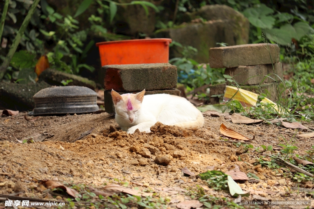 猫