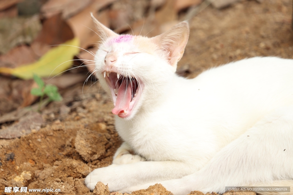 猫