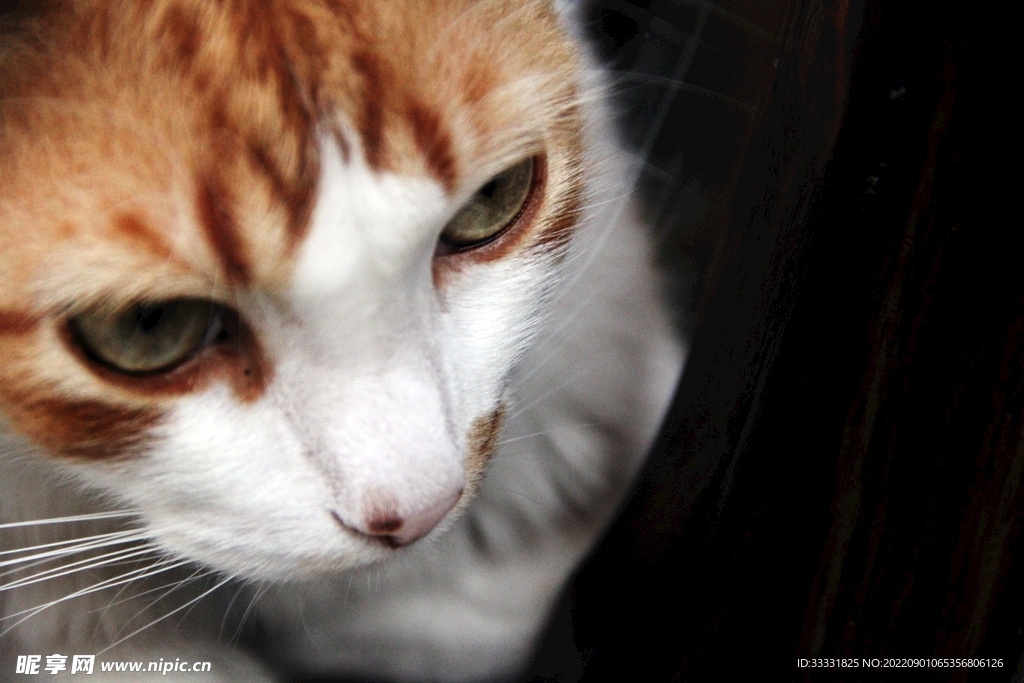 猫