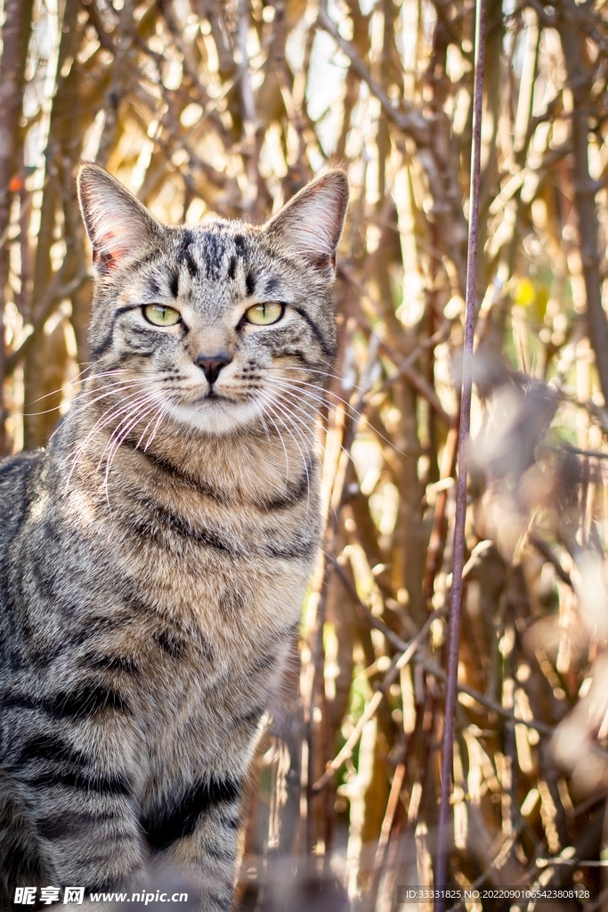 猫