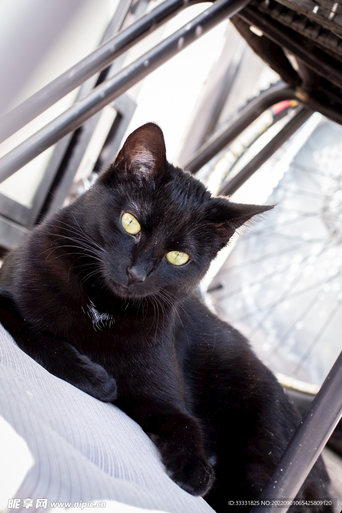 猫