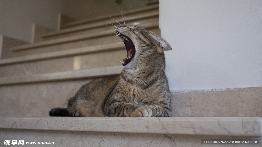 猫
