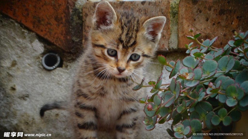 猫
