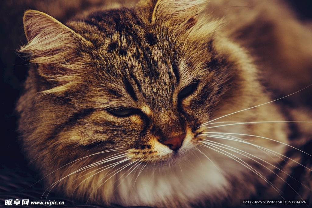 猫