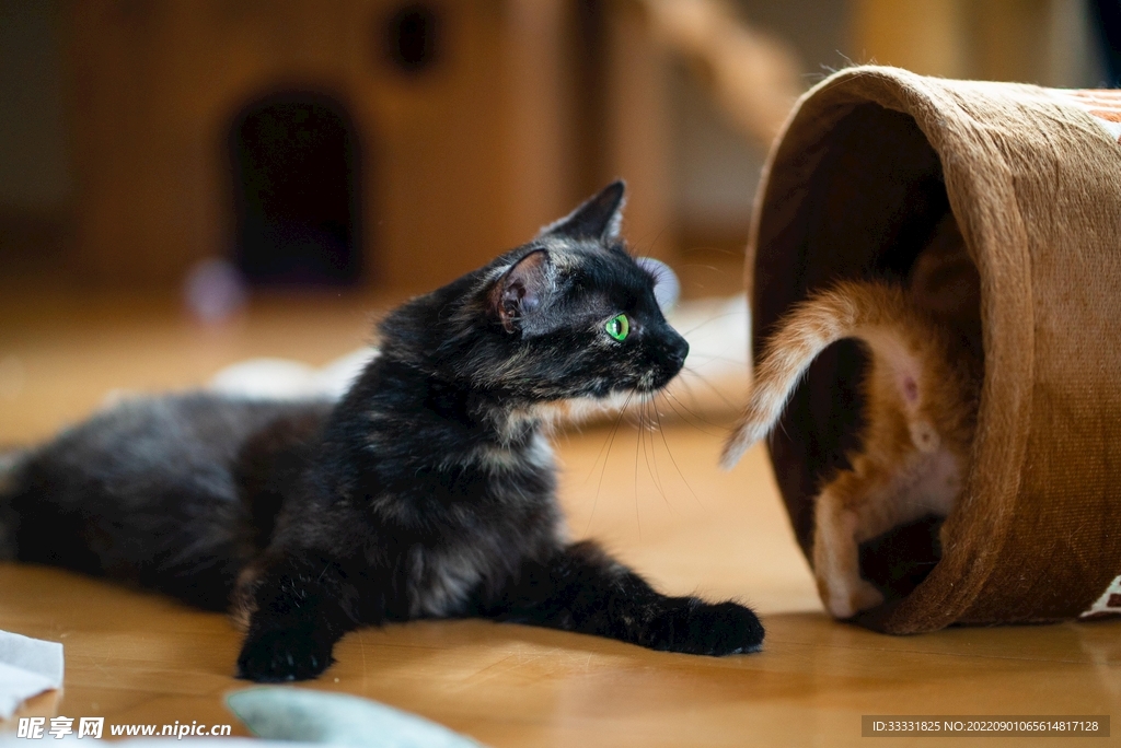 猫