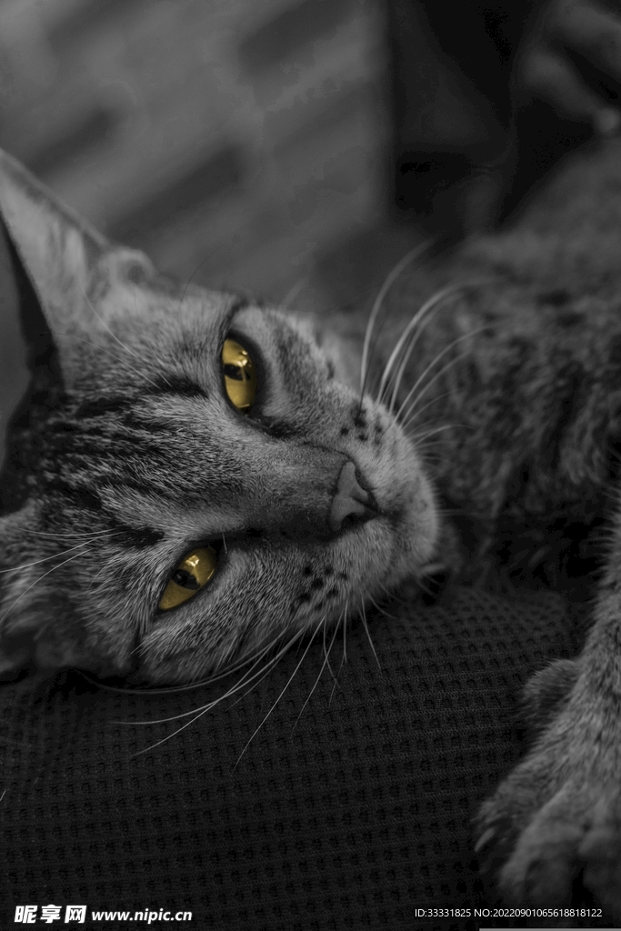 猫