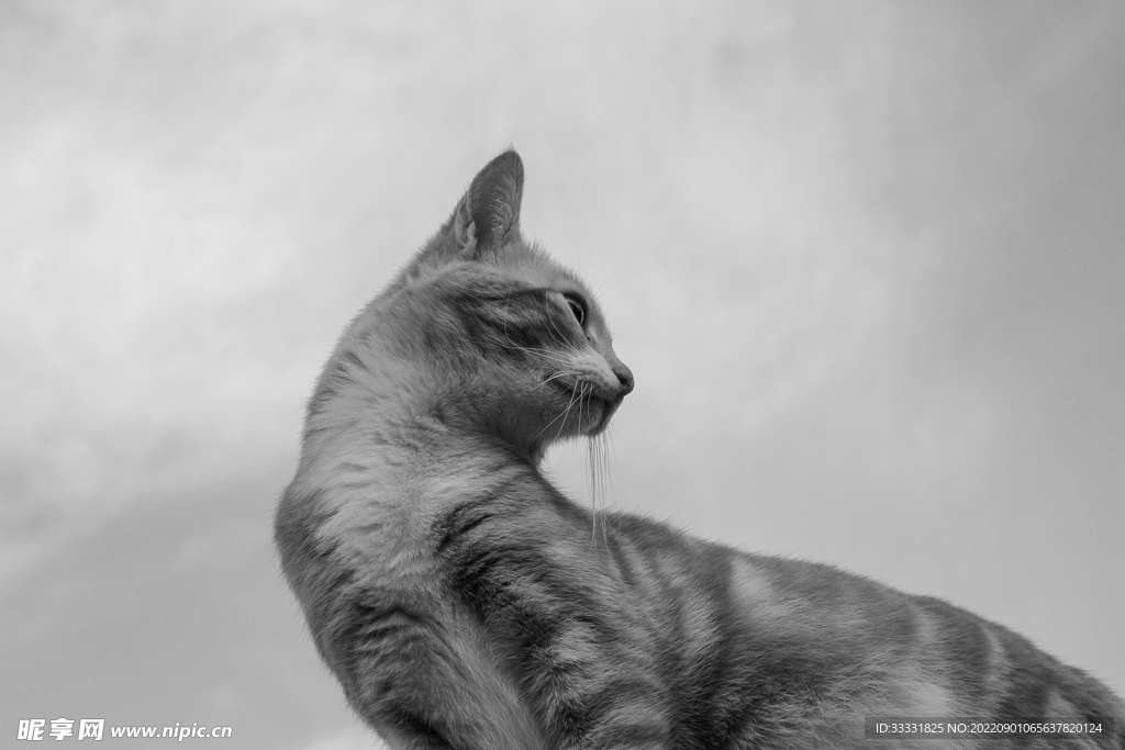 猫