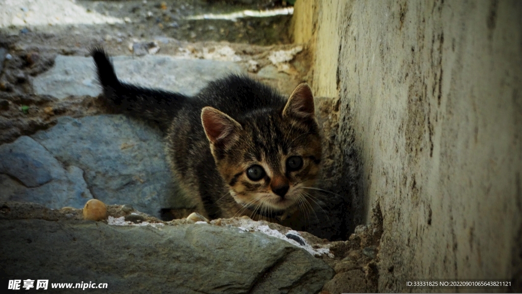 猫