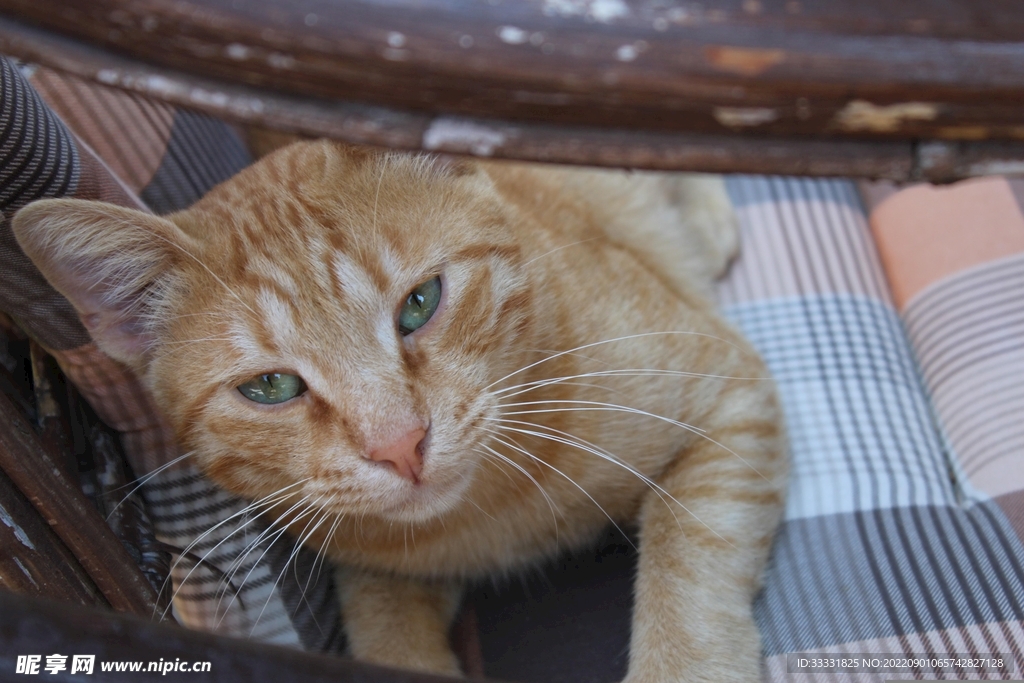 猫