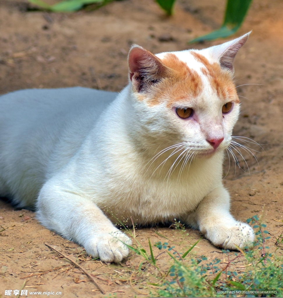 猫