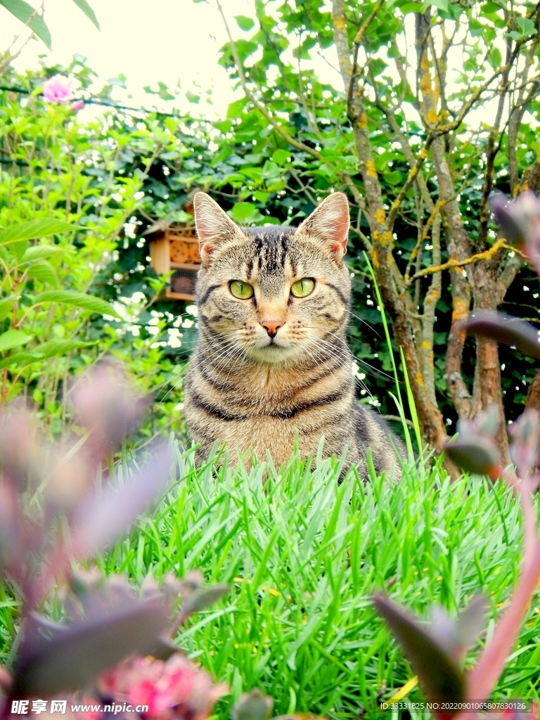 猫