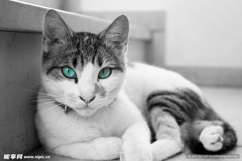猫