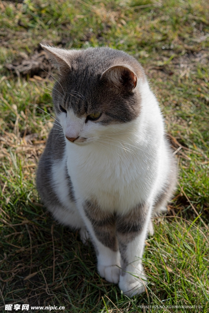 猫