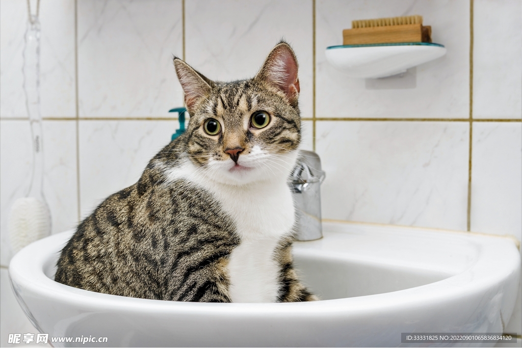 猫