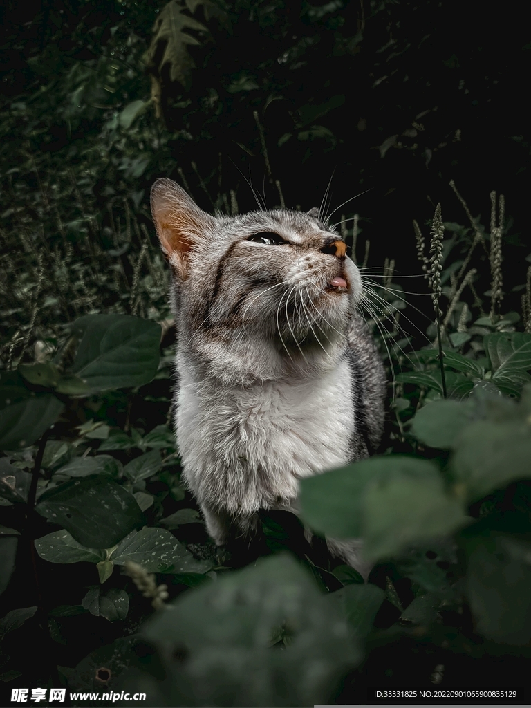 猫