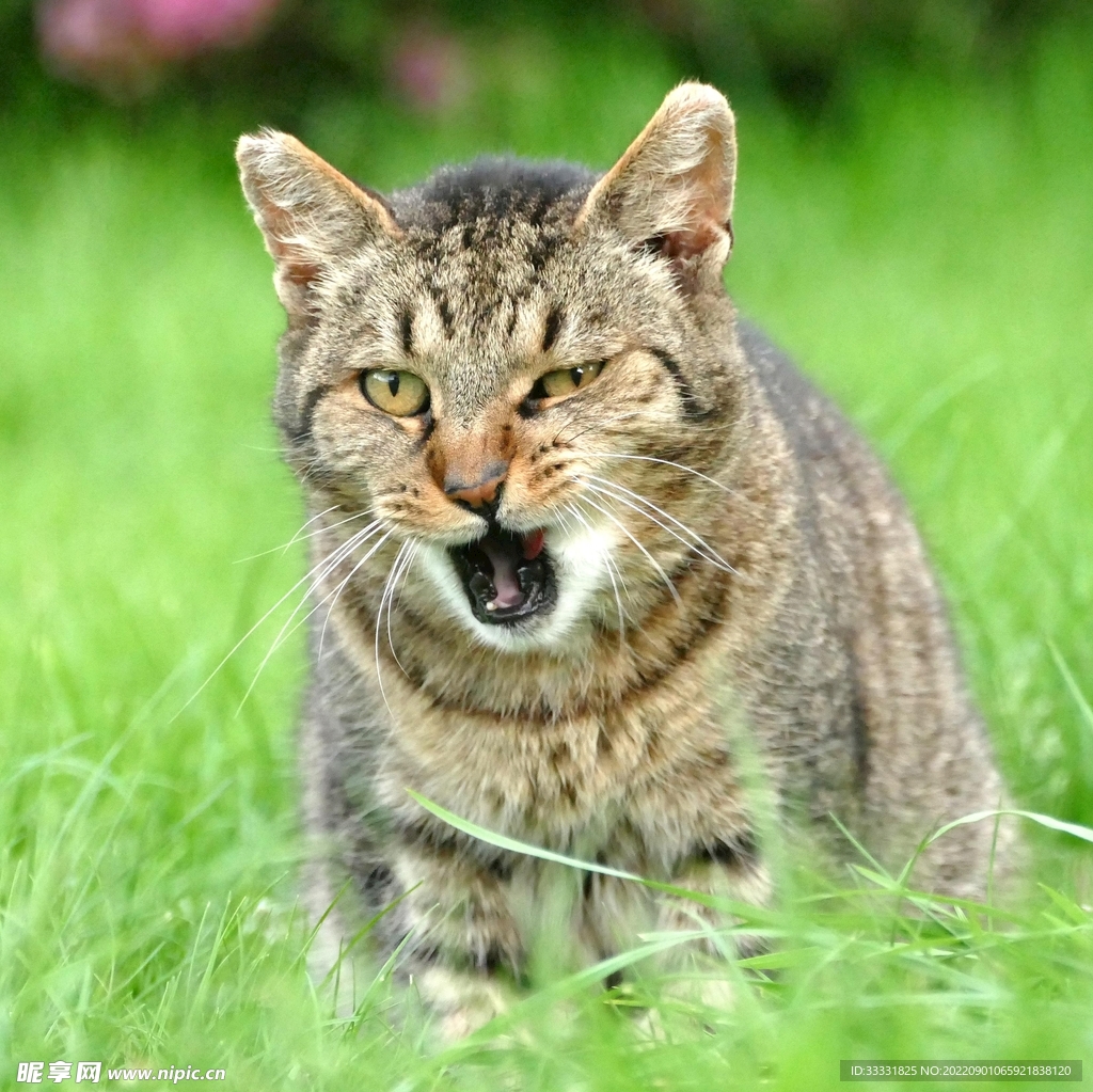 猫
