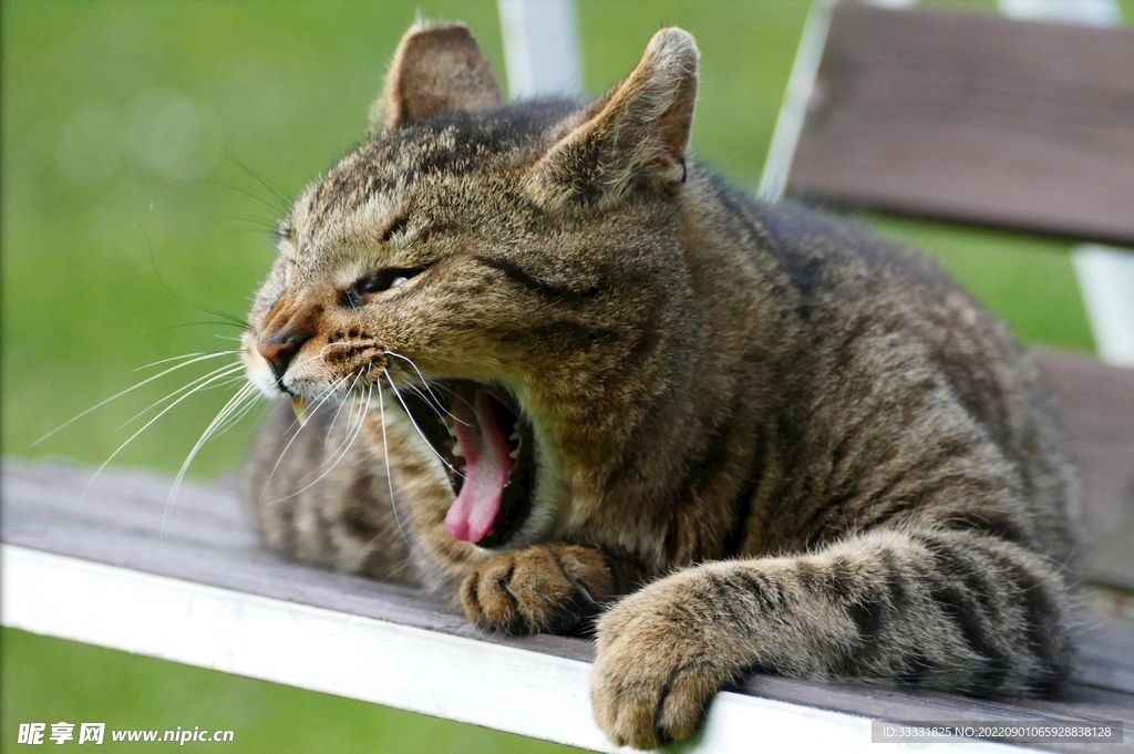 猫