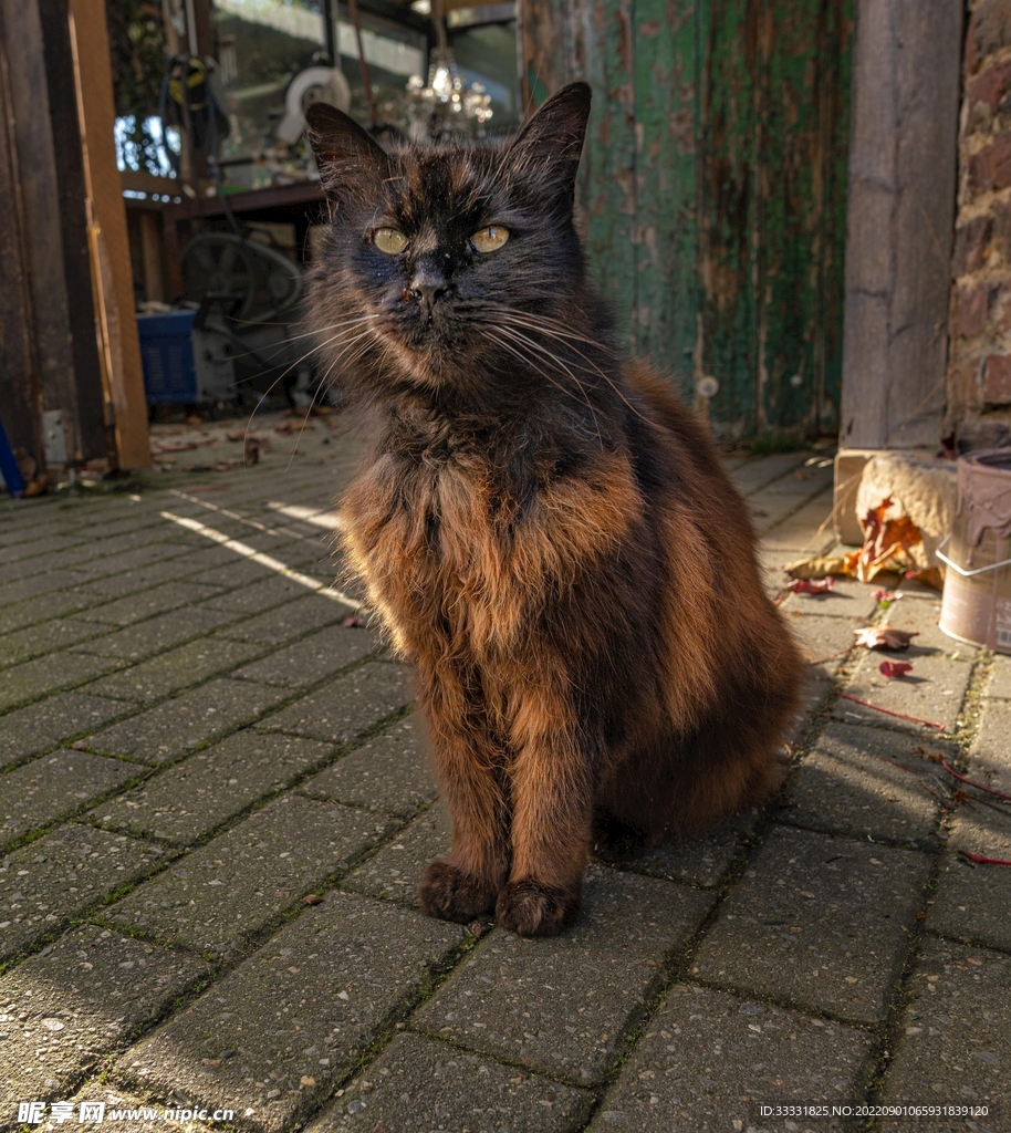 猫