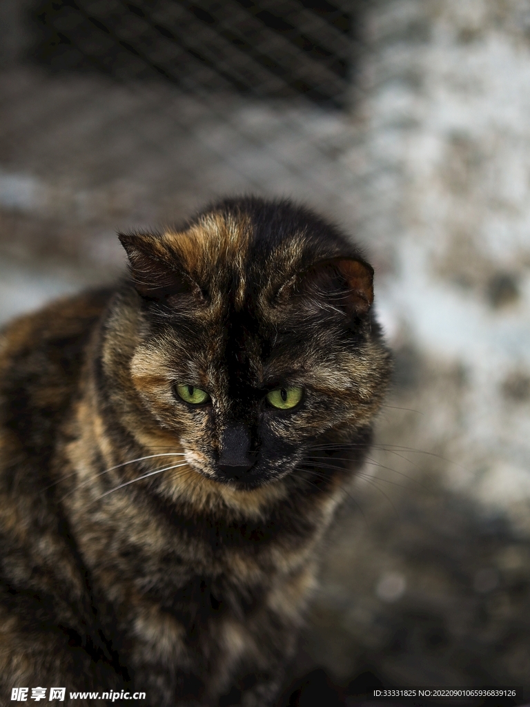 猫