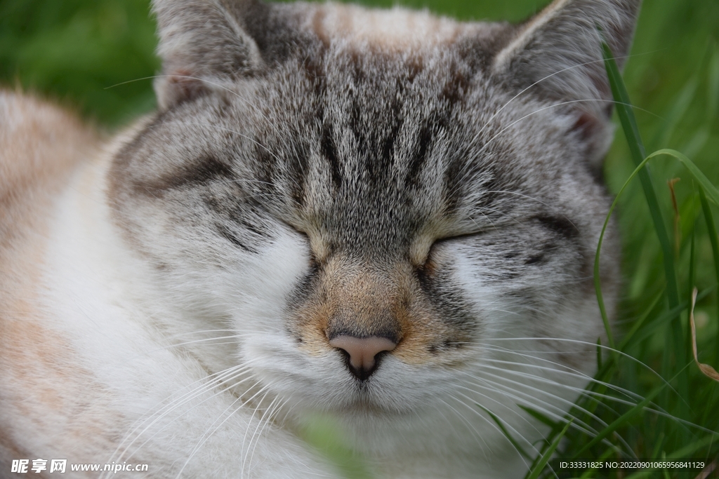 猫