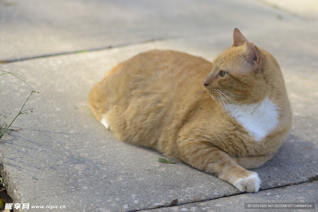 猫