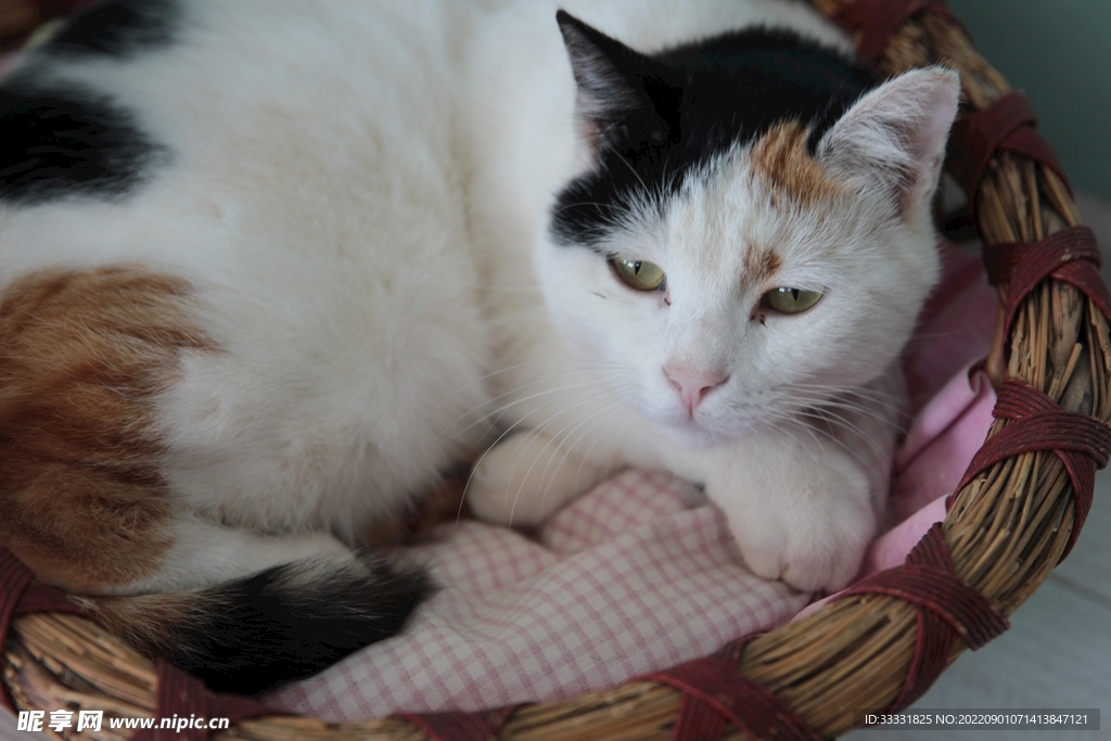 猫