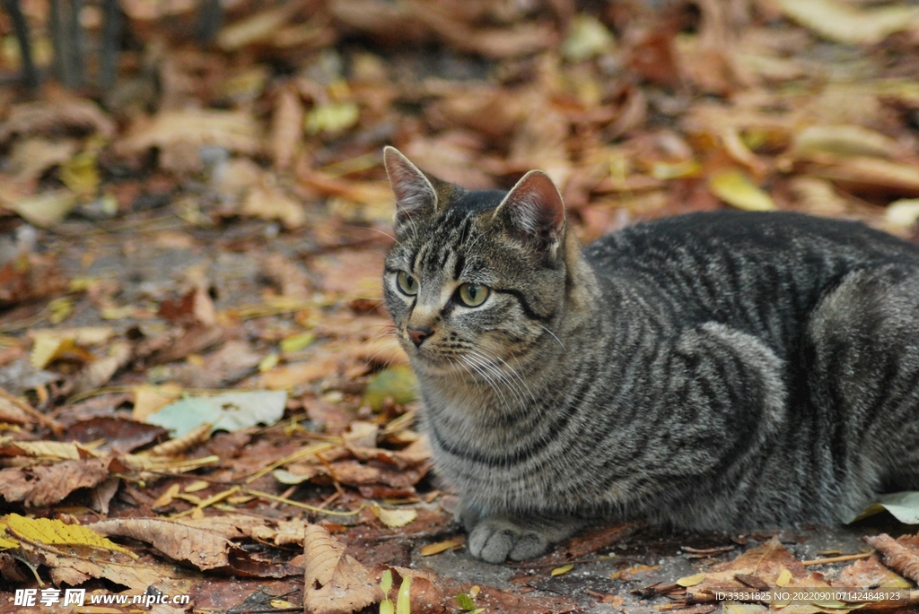 猫