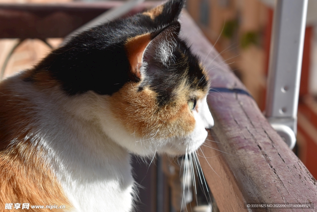 猫
